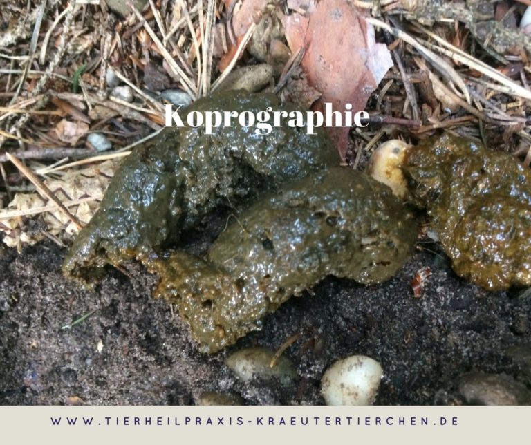 Koprographie Mobile Tierheilpraxis KräuterTierchen®