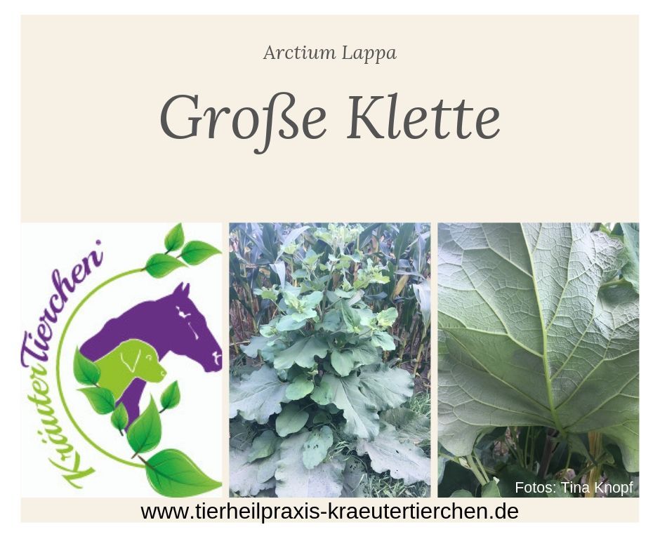 Große Klette Mobile Tierheilpraxis KräuterTierchen®